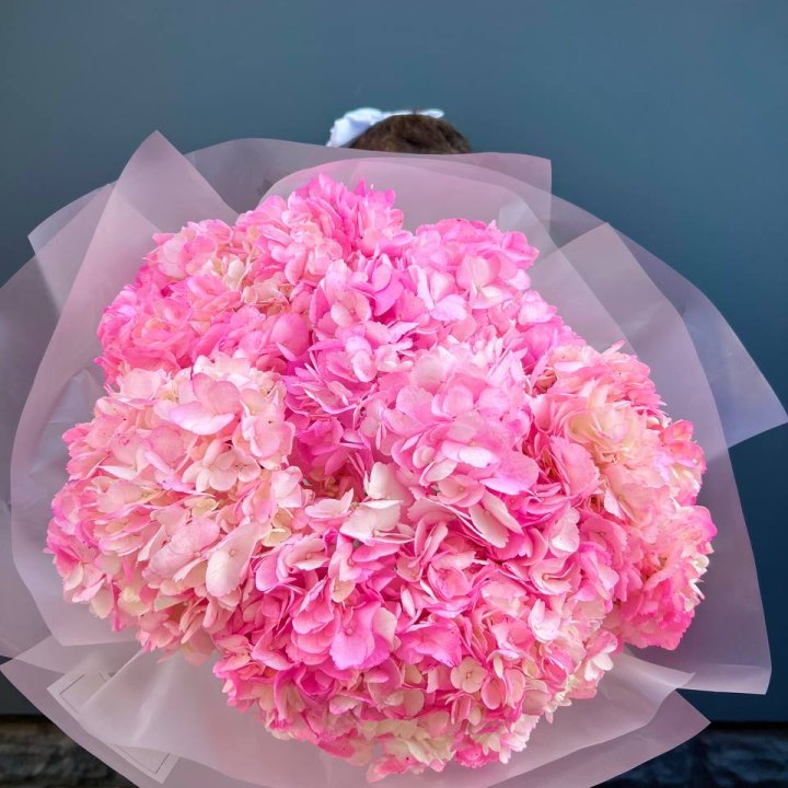 9 ярко-розовых гортензий в Хосте и Кудепсте