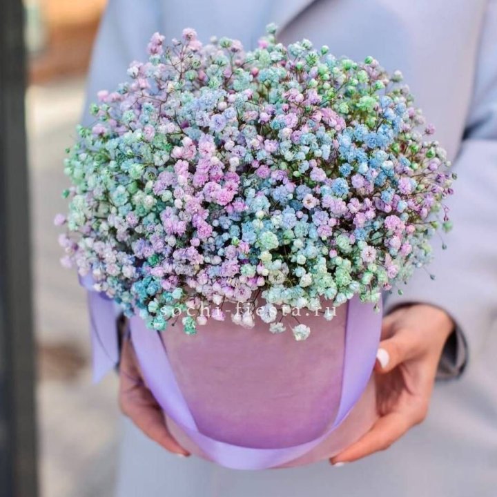 Гипсофилы в шляпной коробке "Candyland" в Хосте и Кудепсте