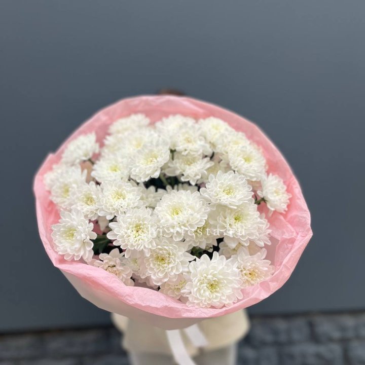  5 хризантем  в Хосте и Кудепсте