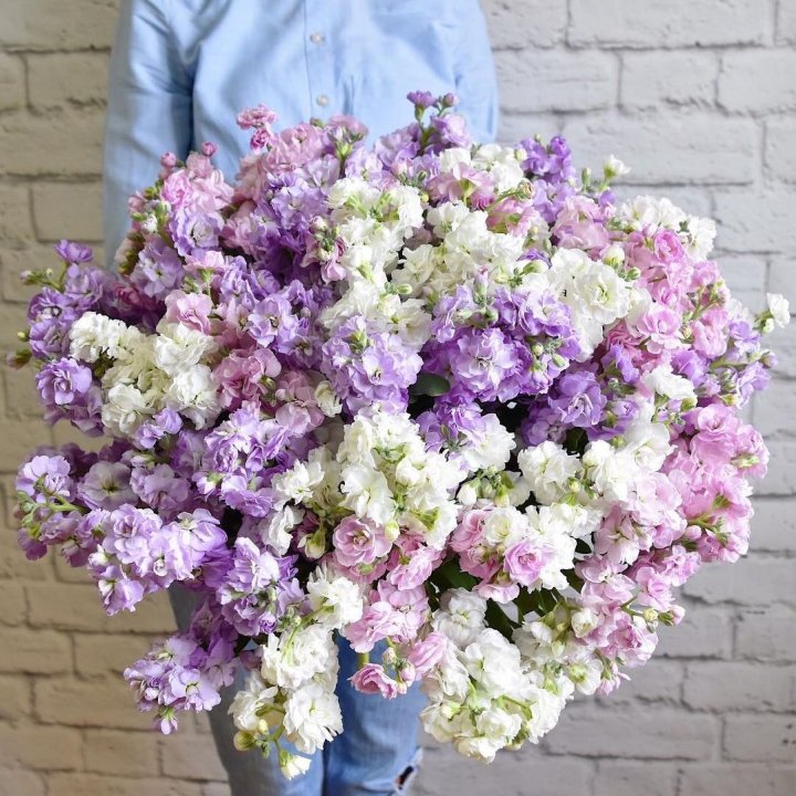 Облако маттиол в Хосте и Кудепсте