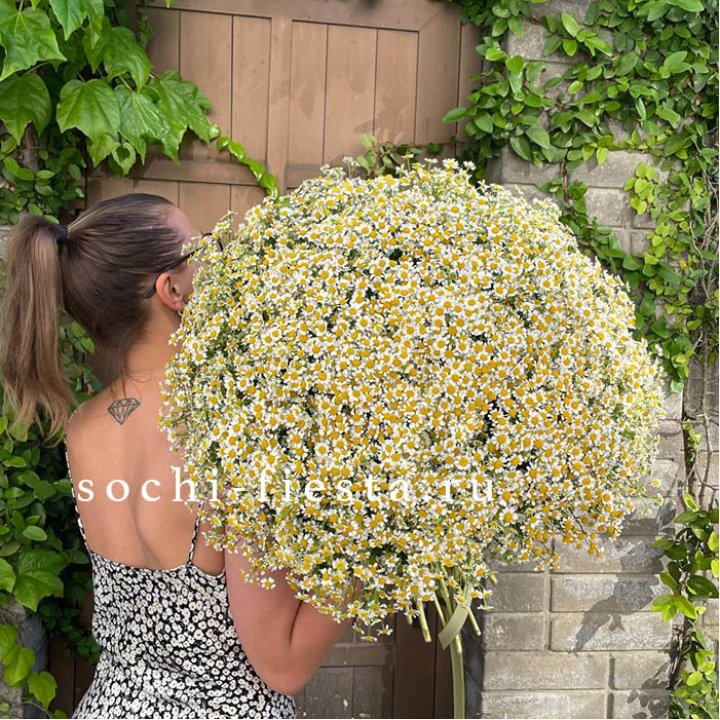 101 ромашка в Хосте и Кудепсте