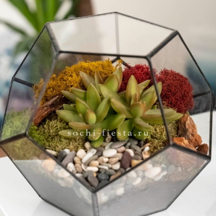 Флорариум “Додекаэдр” с суккулентом Седум в Хосте и Кудепсте