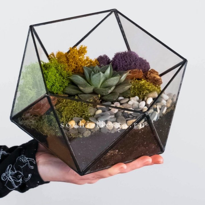 Флорариум “Икосаэдр” с суккулентом Каменная Роза в Хосте и Кудепсте