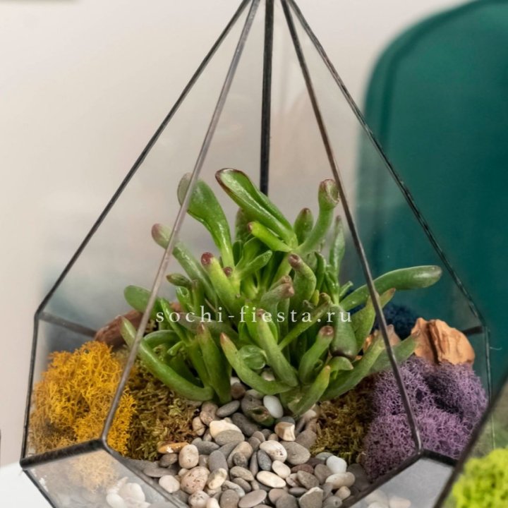 Флорариум “Капля” с суккулентом Крассула Хоббит в Хосте и Кудепсте