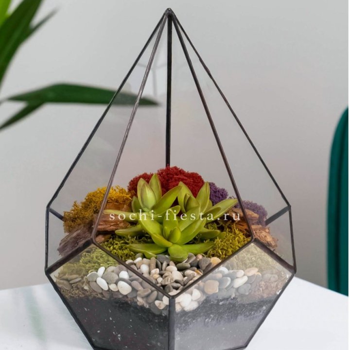 Флорариум Капля с суккулентом в Хосте и Кудепсте