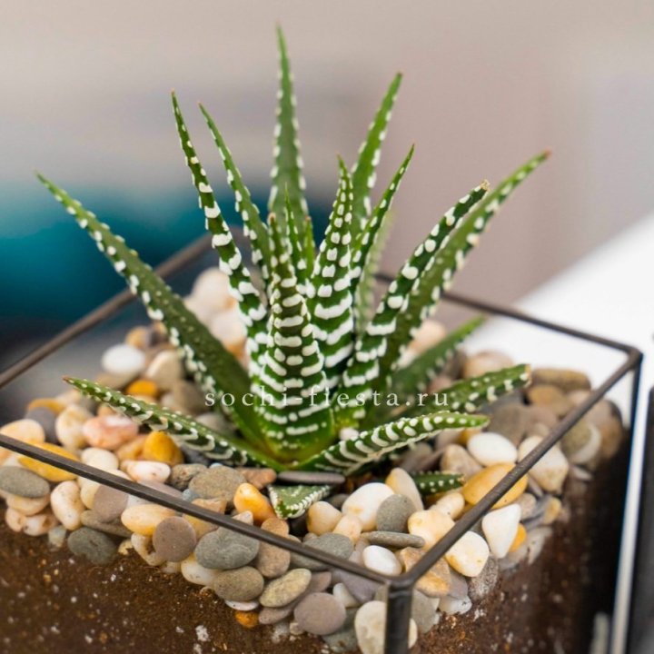 Флорариум Кубик с суккулентом Хавортия в Хосте и Кудепсте