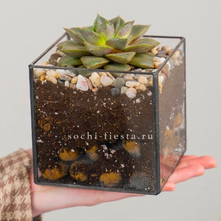 Флорариум Кубик с суккулентом Каменная роза в Хосте и Кудепсте
