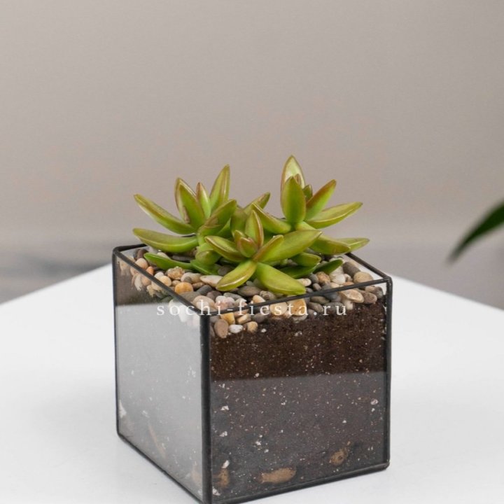 Флорариум Кубик с суккулентом Седум в Хосте и Кудепсте