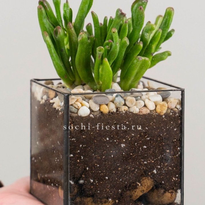 Флорариум Кубик с суккулентом Хоббит в Хосте и Кудепсте