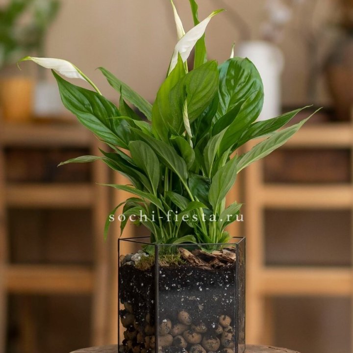 Спатифиллум в кашпо Пятиугольник в Хосте и Кудепсте