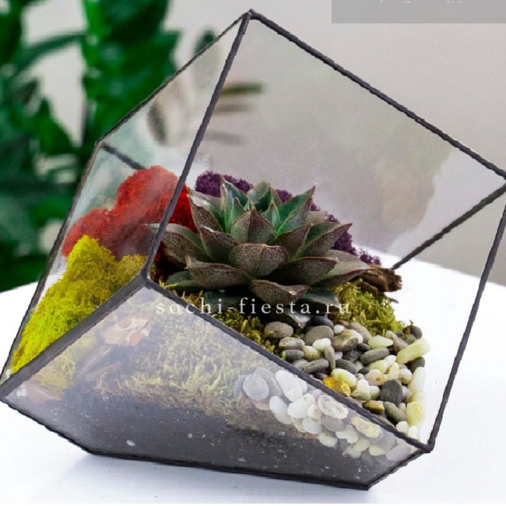Флорариум Куб усеченный с суккулентом Каменная роза в Хосте и Кудепсте