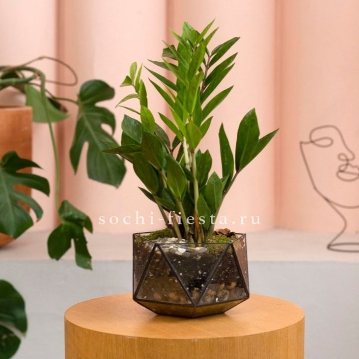 Замиокулькас в кашпо Икосаедр в Хосте и Кудепсте