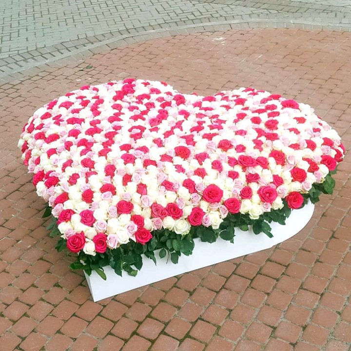 555 роза Heart в Хосте и Кудепсте