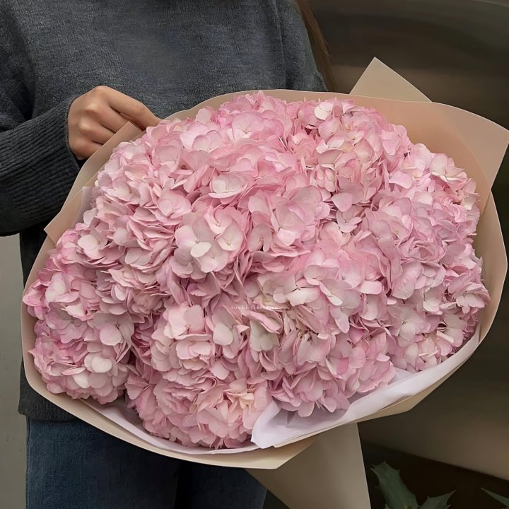 Гортензия  "Rose clouds" в Хосте и Кудепсте