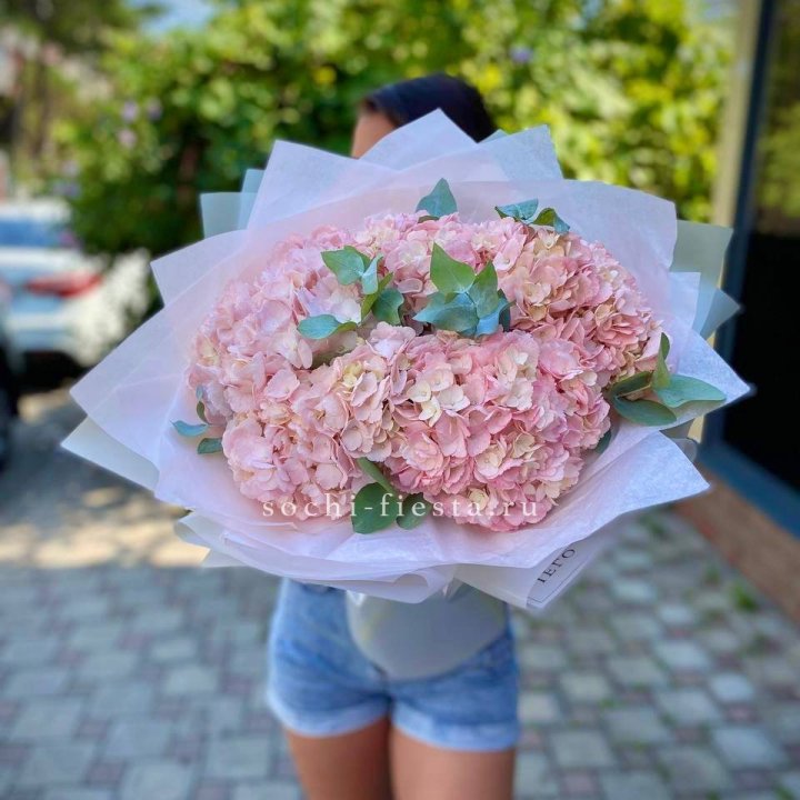 5 розовых гортензий Summer в Хосте и Кудепсте