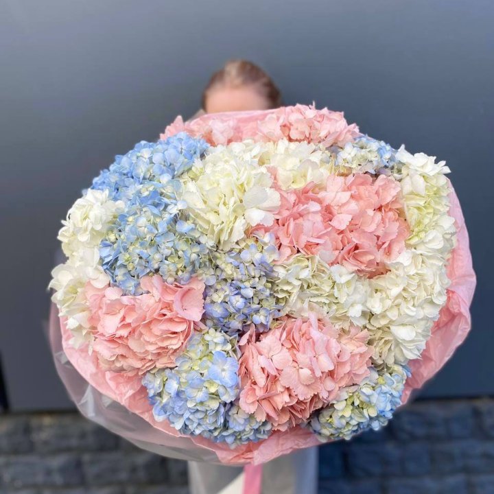 19 гортензий микс в Хосте и Кудепсте