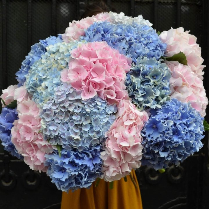 Букет гортензий Fountain в Хосте и Кудепсте