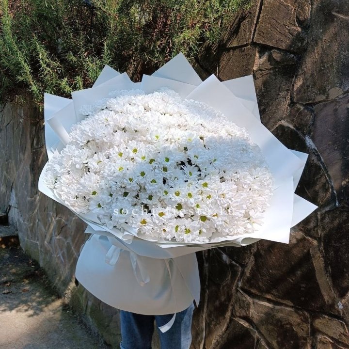 Облако хризантем №2 в Хосте и Кудепсте