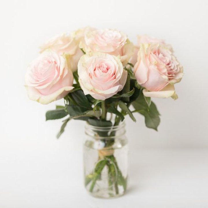 7 кремовых роз в Хосте и Кудепсте