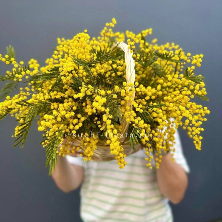 Весенняя корзина мимозы в Хосте и Кудепсте