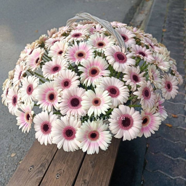 Корзина с герберами XXL в Хосте и Кудепсте