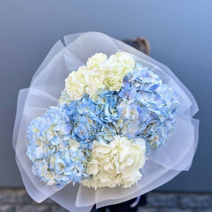5 бело голубых гортензий в Хосте и Кудепсте