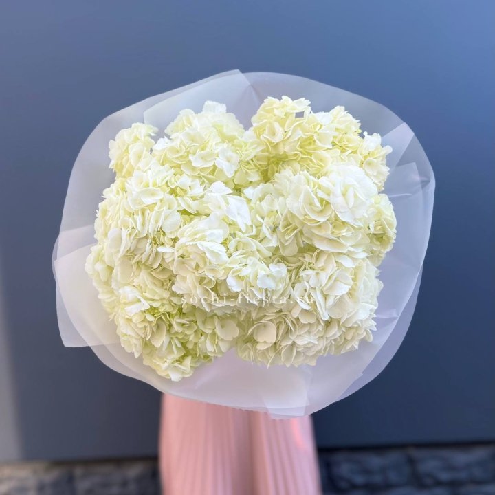 7 белых гортензий в Хосте и Кудепсте