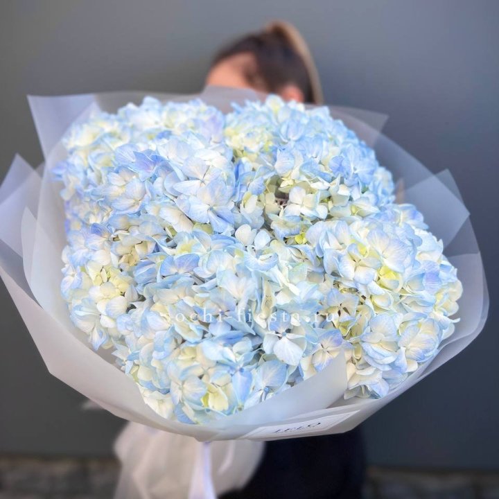 5 голубых гортензий в Хосте и Кудепсте