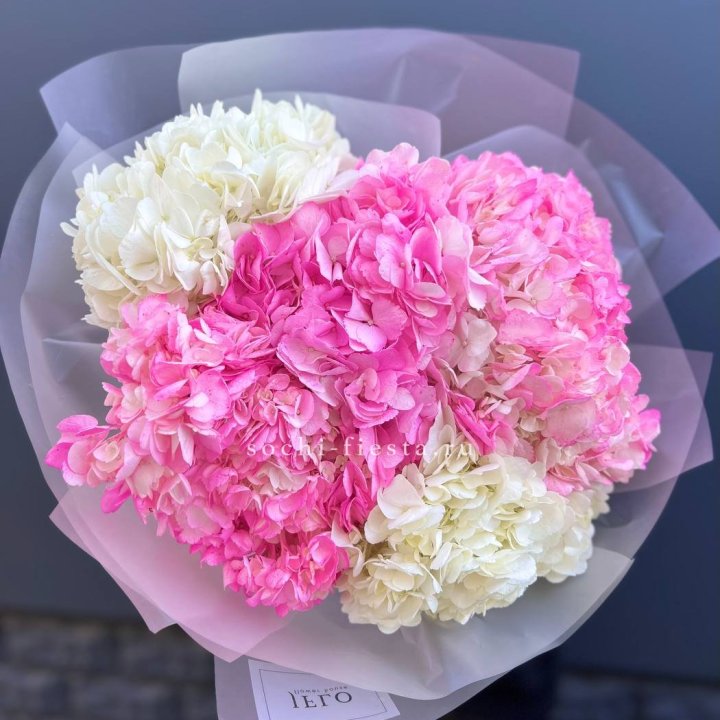 5 бело розовых гортензий в Хосте и Кудепсте