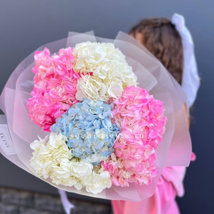 7 гортензий микс в Хосте и Кудепсте