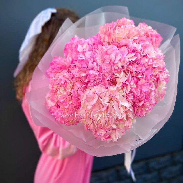 9 ярко розовых гортензий в Хосте и Кудепсте