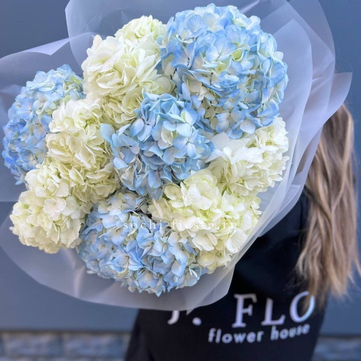 9 бело голубых гортензий в Хосте и Кудепсте