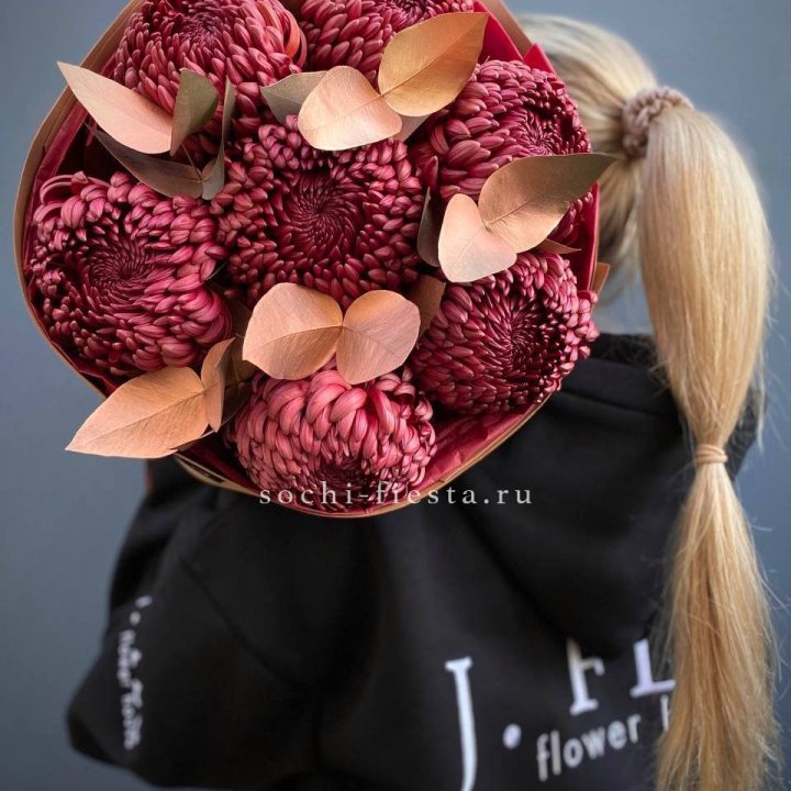 Хризантемы Gold Chocolate в Хосте и Кудепсте