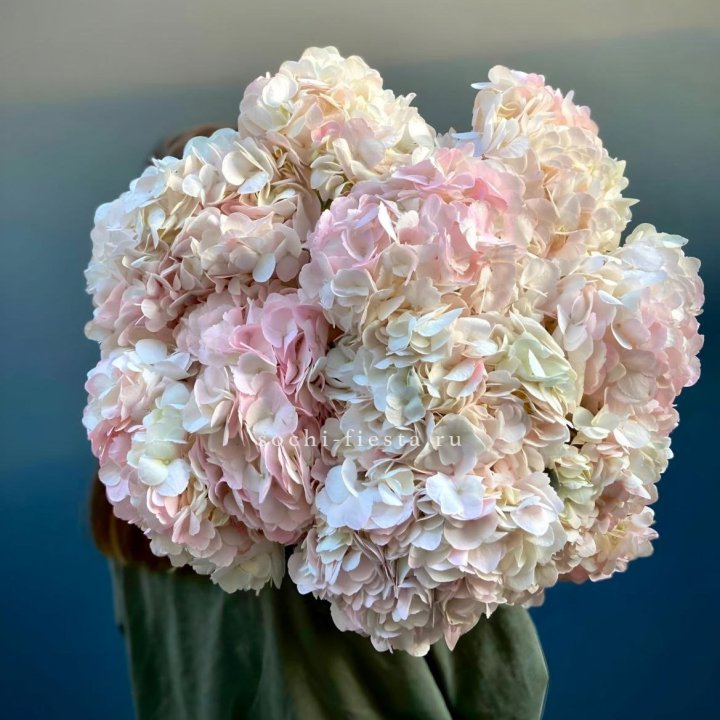 Охапка Розовой Гортензии в Хосте и Кудепсте