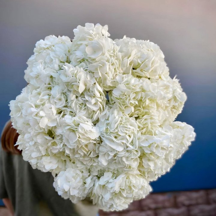 Охапка Белой Гортензии в Хосте и Кудепсте