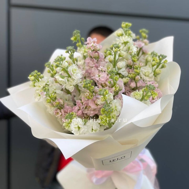 29 маттиол  в Хосте и Кудепсте