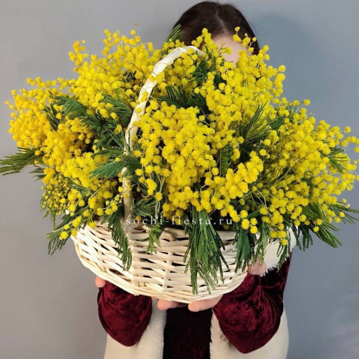 Корзина ароматной мимозы в Хосте и Кудепсте