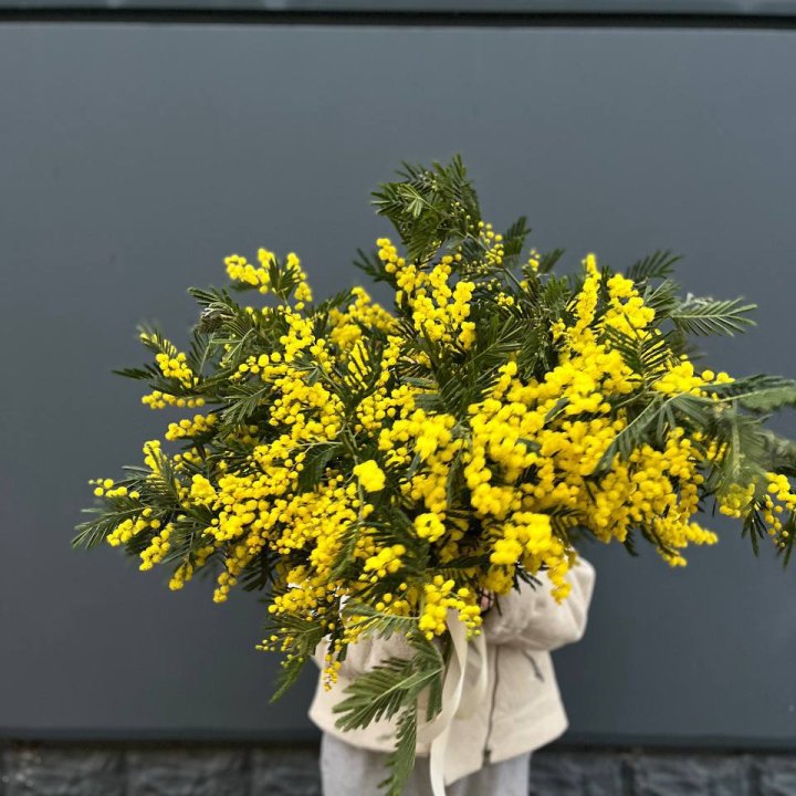 Охопка мимозы в Хосте и Кудепсте