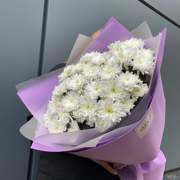  7 хризантем  в Хосте и Кудепсте