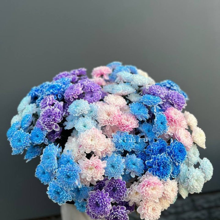 25 цветных хризантем в Хосте и Кудепсте