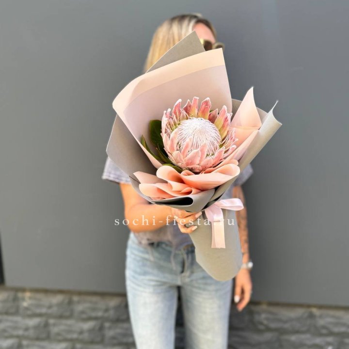 Протея мини  в Хосте и Кудепсте