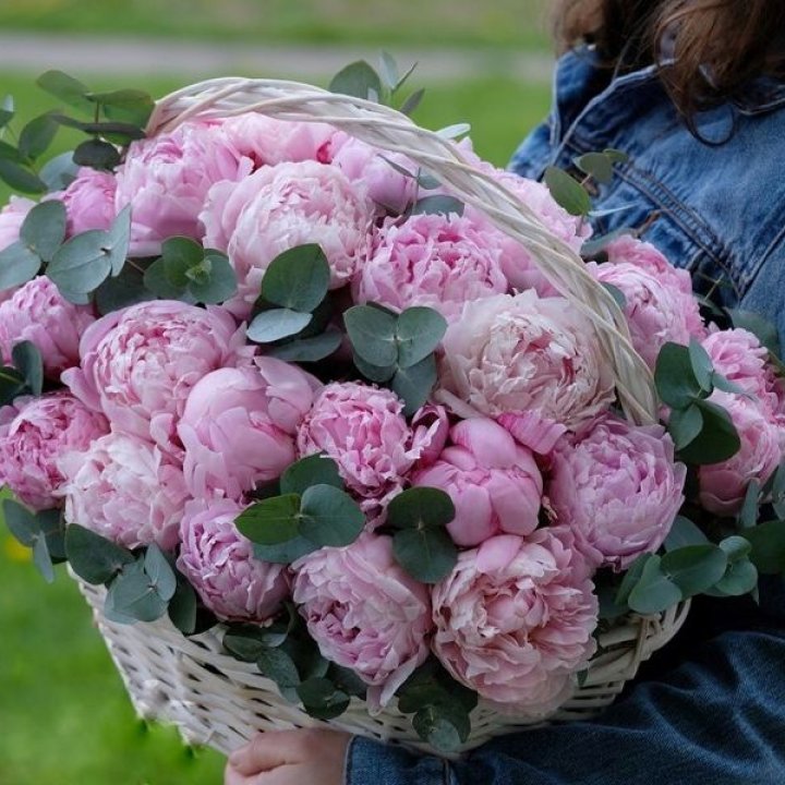 51 пион в корзине в Хосте и Кудепсте