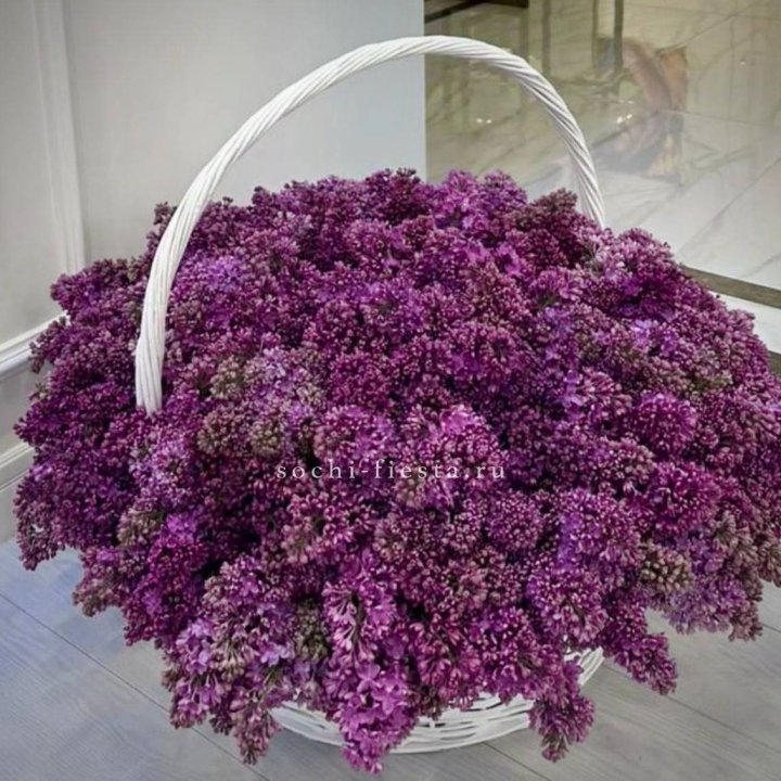 Корзина сирени в Хосте и Кудепсте