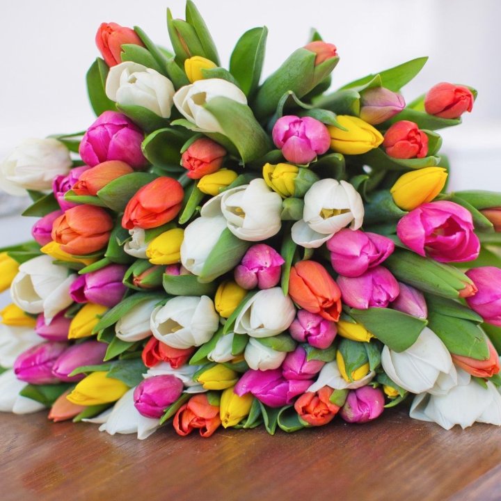 79 тюльпанов "Rainbow" в Хосте и Кудепсте