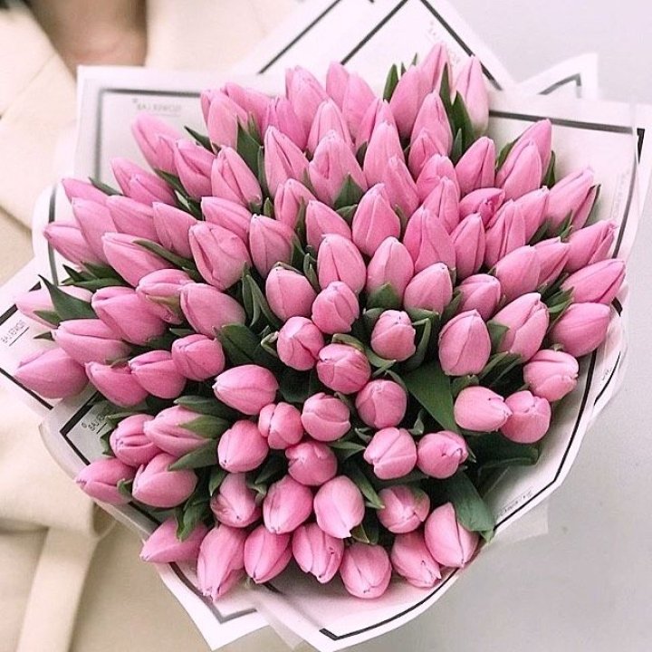 101 розовый тюльпан в белом в Хосте и Кудепсте