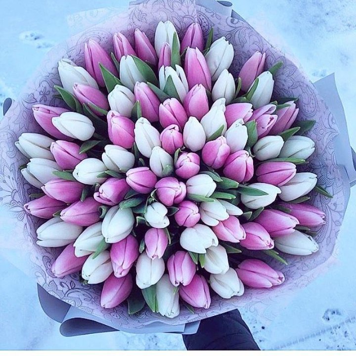 101 тюльпан Lollipop в Хосте и Кудепсте