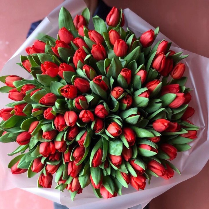 101 красный тюльпан в Хосте и Кудепсте